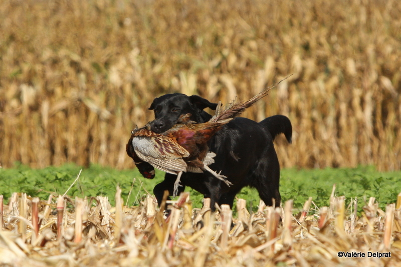 Field Erstein 09 (171).JPG